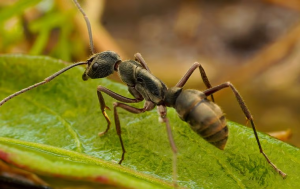 ant control in boca raton