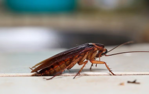 cockroach in delray beach