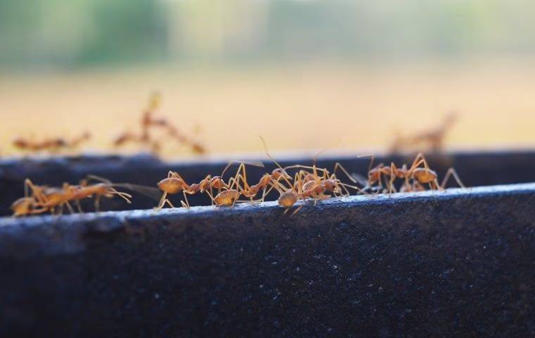 fire_ants_crawling_on_a_bench