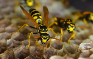 wasp control in fort lauderdale
