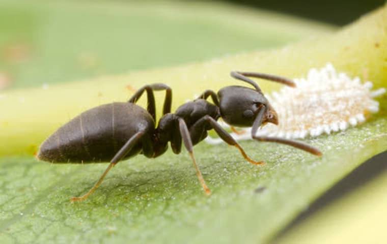 white_footed_ant_in_coral_springs_fl