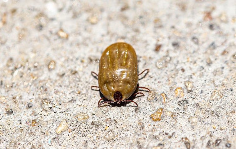 dangerous ticks in coconut creek