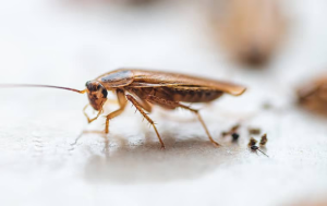 cockroach control in davie fl