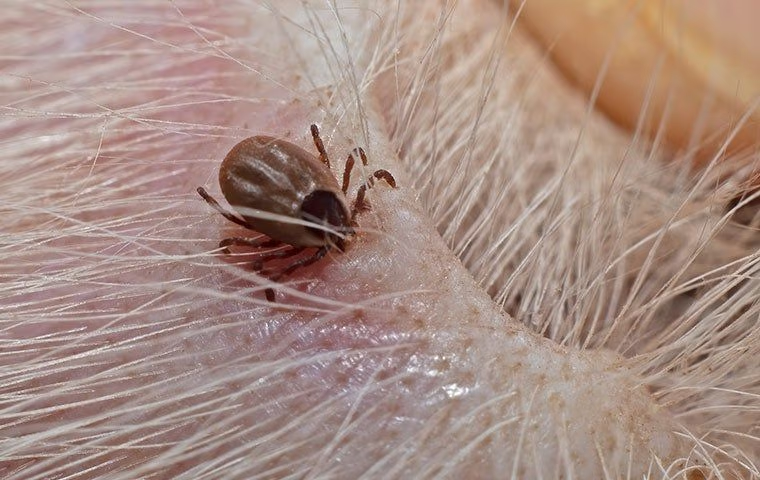 tick prevention in coconut creek