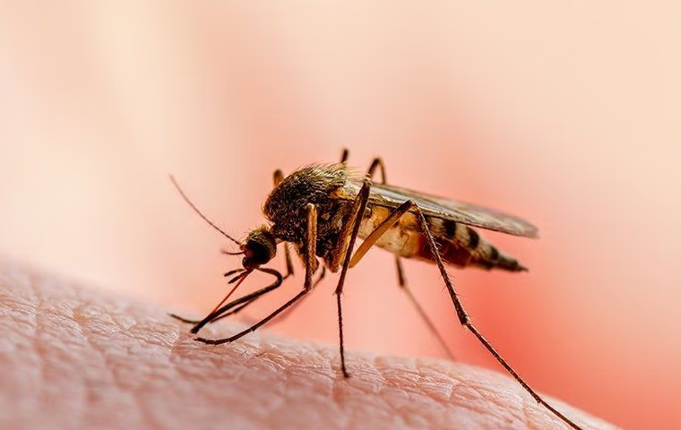 mosquitoes in pompano beach