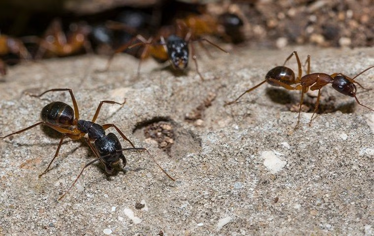 carpenter ants