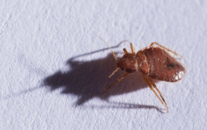 bed bug infestation in delray beach