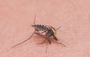 mosquito prevention in Tamarac