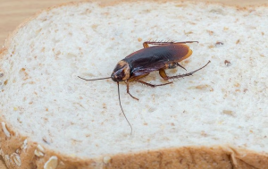how to get rid palmetto cockroaches