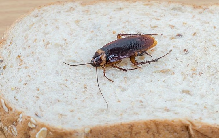 how to get rid palmetto cockroaches