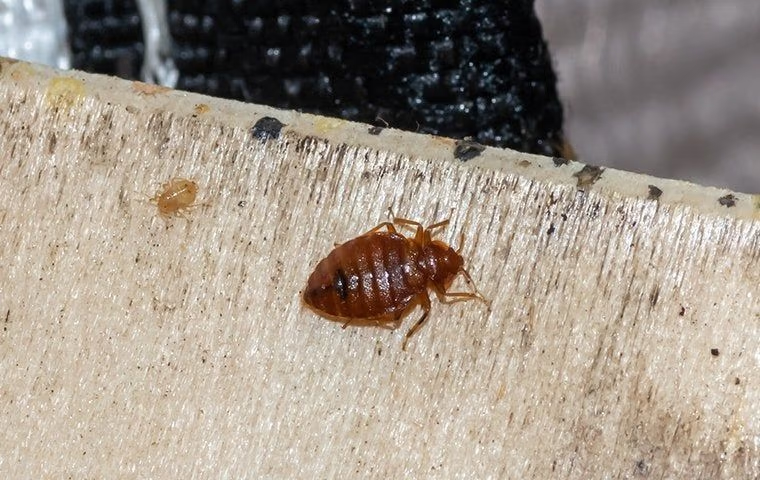 bed bug infestation in fort lauderdale