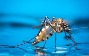 tips for mosquito control in fort lauderdale