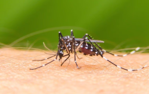 mosquito identification and prevention fort lauderdale