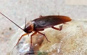 cockroach infestation boca raton fl