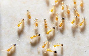 eliminating ant infestation in Boca Raton