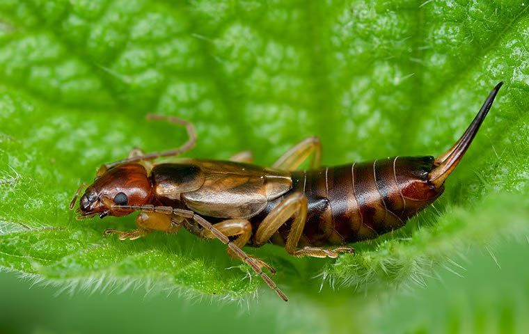 earwigs in boca raton fl