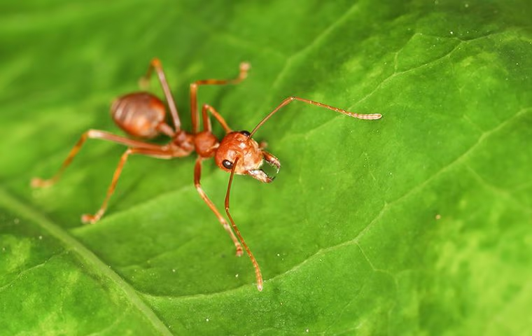 common pests in parkland fl