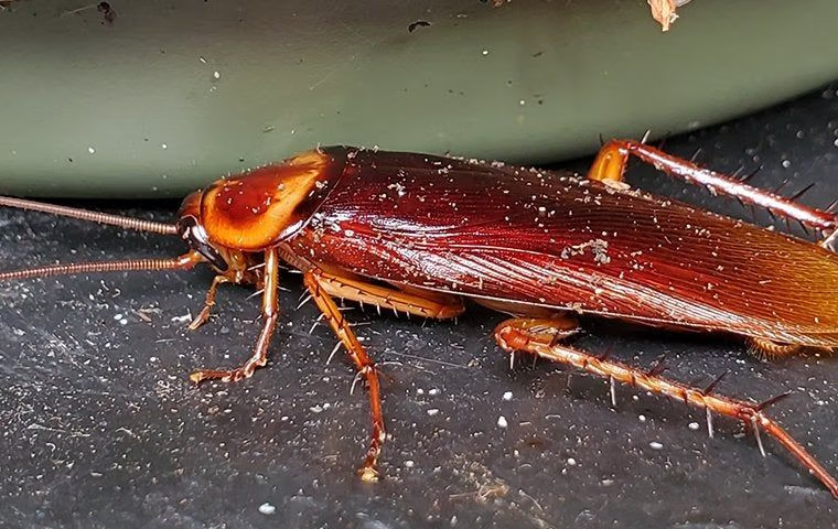 eliminate roach infestation in fort lauderdale