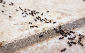 ant infestation boca raton