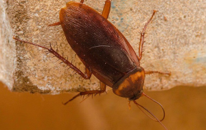 cockroaches in pembroke pines fl