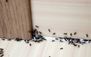 signs of ants in boca raton fl