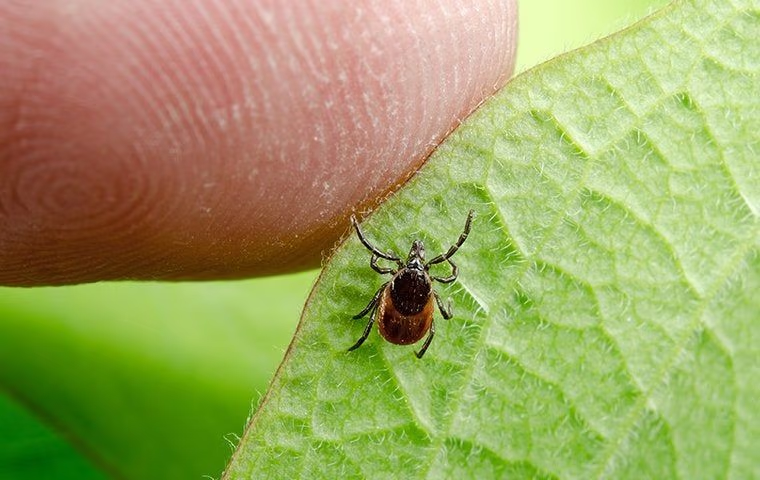 tick prevention in deerfield beach fl