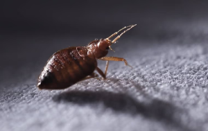 how to get rid of bed bugs in fort lauderdale fl