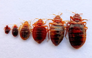 bed bugs fort lauderdale