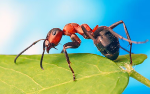 guide to ant prevention in parkland fl