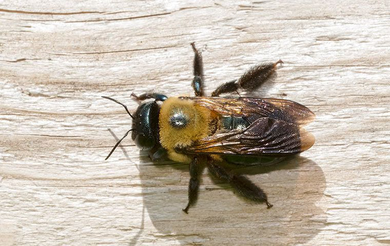 carpenter bees in boca raton