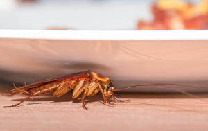 how to get rid of roaches in boca raton homes