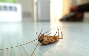 cockroach danger
