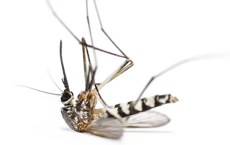 mosquito control systems