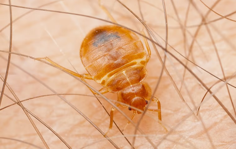 bed bug elimination in fort lauderdale