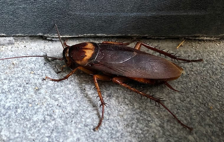 cockroach control guide for boca raton