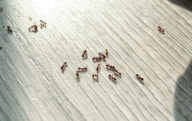 ants boca raton