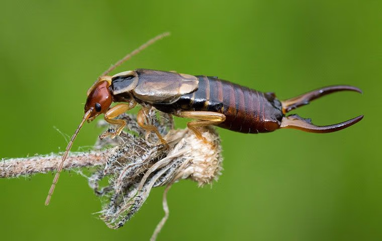 earwigs in boca raton fl