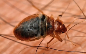 bed bug treatment for fort lauderdale