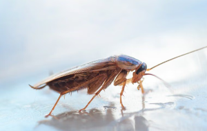 eliminate roaches in parkland fl homes