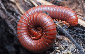 millipedes in fort lauderdale