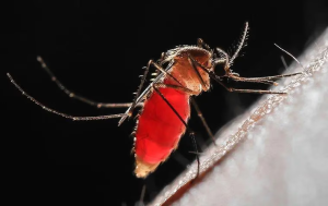 mosquito control in south florida