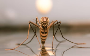 dangers of mosquitoes in boca raton fl