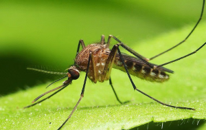 mosquito problems in coconut creek fl
