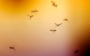 mosquitoes in coral springs fl