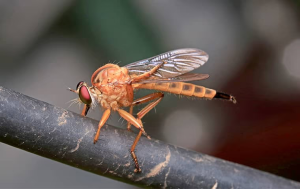 phorid fly infestation in parkland fl