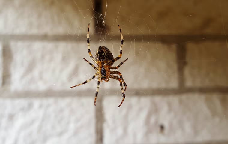 spider control in fort lauderdale