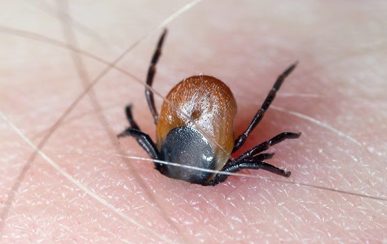 tick control in plantation fl