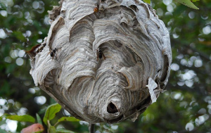 wasps invading fort lauderdale property