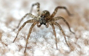 guide to spider control in fort lauderdale